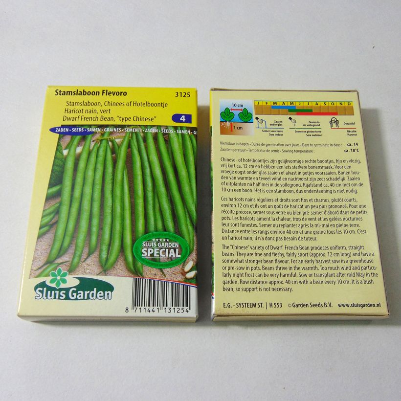 Spécimen de Haricot nain Baccara - Phaseolus vulgaris tel que livré en printemps