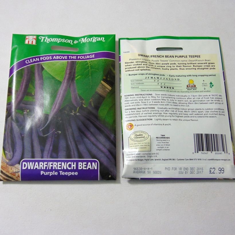 Exemple de spécimen de Haricot nain mangetout Purple Teepee tel que livré