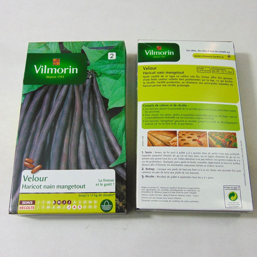 Exemple de spécimen de Haricot nain mangetout Velour - Vilmorin  Graines tel que livré