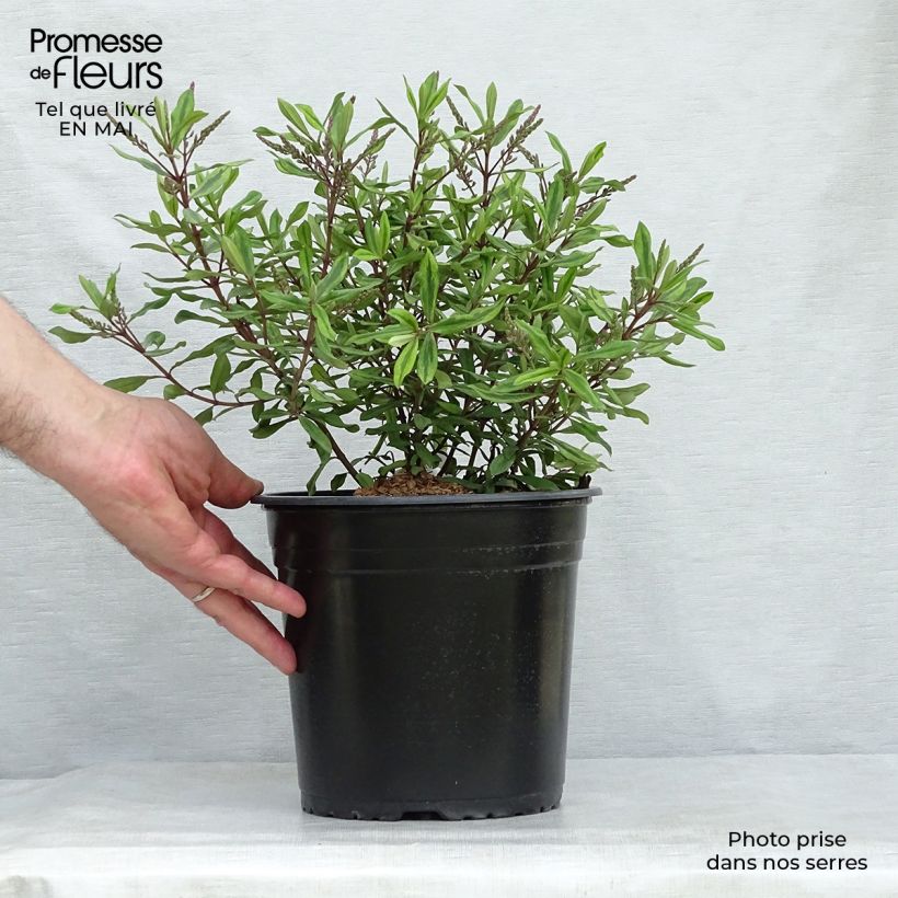 Spécimen de Hebe Celebration - Véronique arbustive Pot de 3L/4L tel que livré au printemps