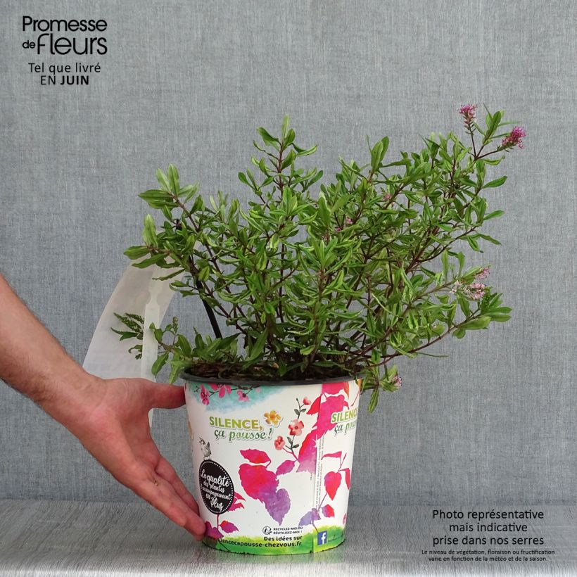 Spécimen de Hebe Celebration - Véronique arbustive Pot de 3L/4L tel que livré en été