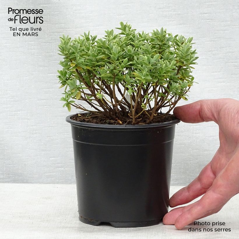 Spécimen de Hebe Cobb Valley - Véronique arbustive Pot de 10cm tel que livré au printemps