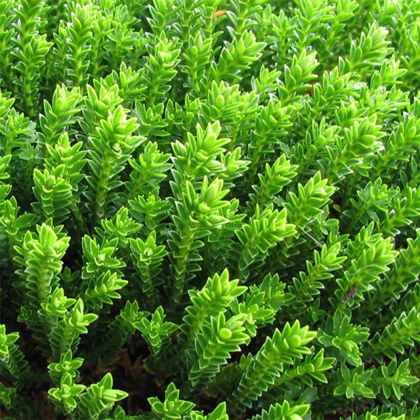 Hebe Emerald Green - Véronique arbustive (Feuillage)