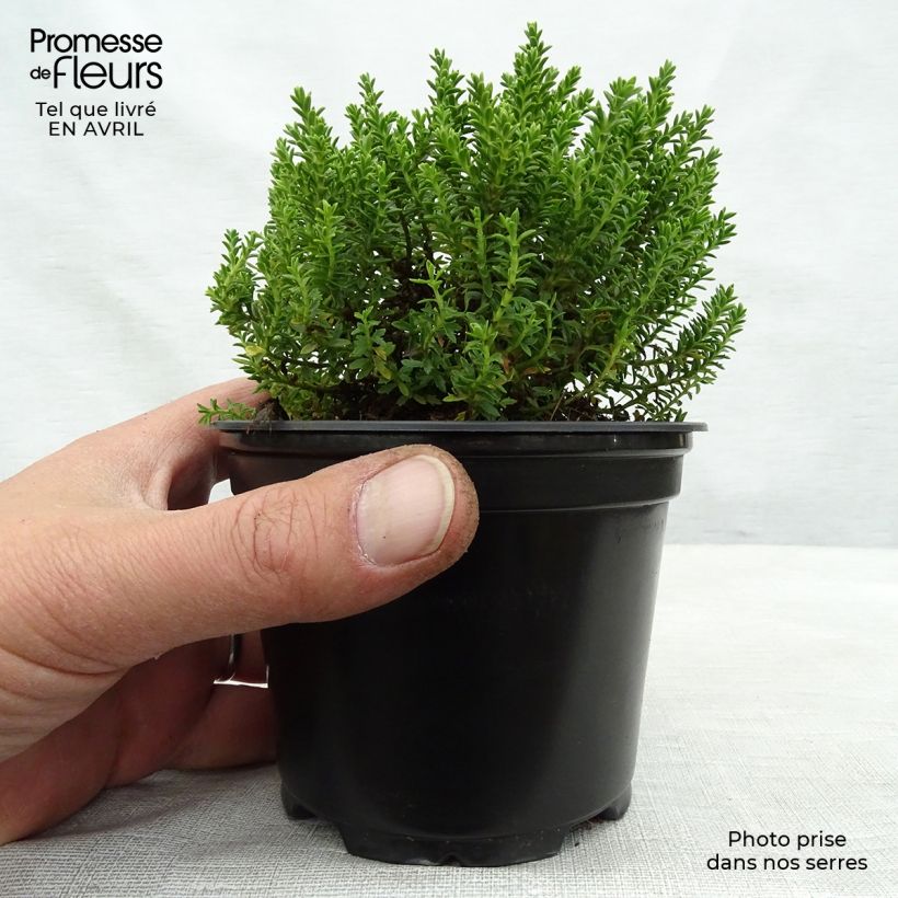 Spécimen de Hebe Emerald Green - Véronique arbustive Pot de 2L tel que livré au printemps