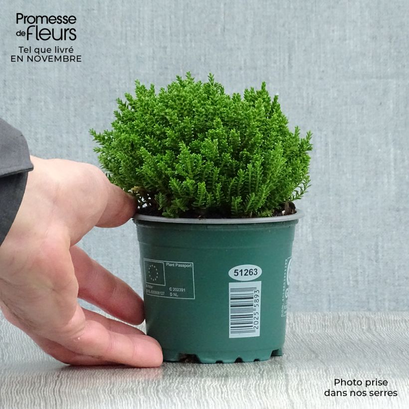Spécimen de Hebe Emerald Green - Véronique arbustive Pot de 2L/3L tel que livré en automne