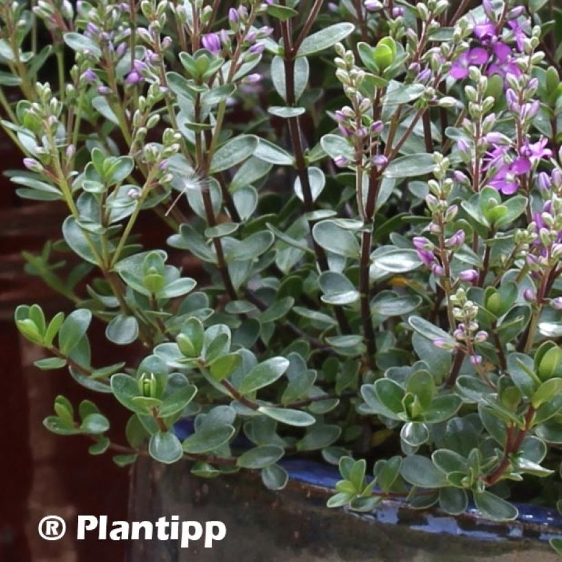 Hebe Garden Beauty Purple - Véronique arbustive (Feuillage)