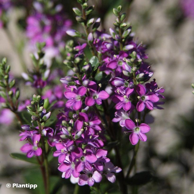 Hebe Garden Beauty Purple - Véronique arbustive (Floraison)