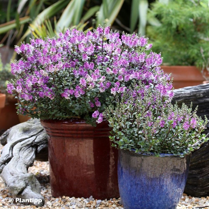 Hebe Garden Beauty Purple - Véronique arbustive (Port)