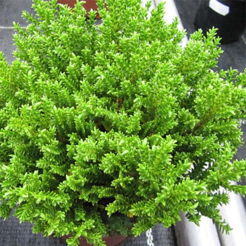 Hebe Green Globe - Véronique arbustive (Feuillage)