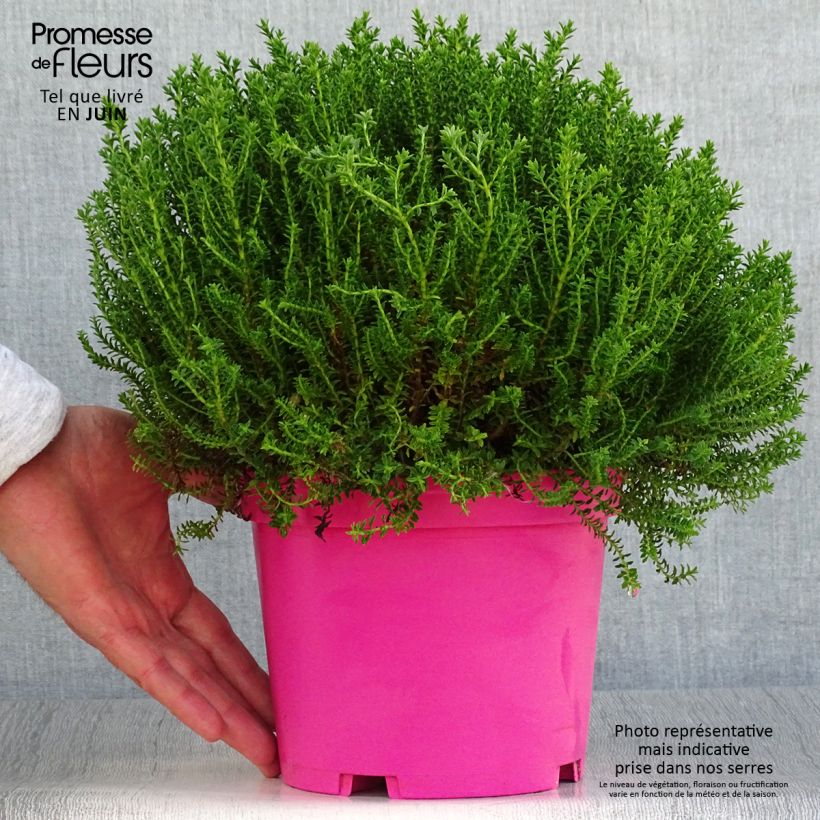 Spécimen de Hebe Green Globe - Véronique arbustive Pot de 1,5L/2L tel que livré en été