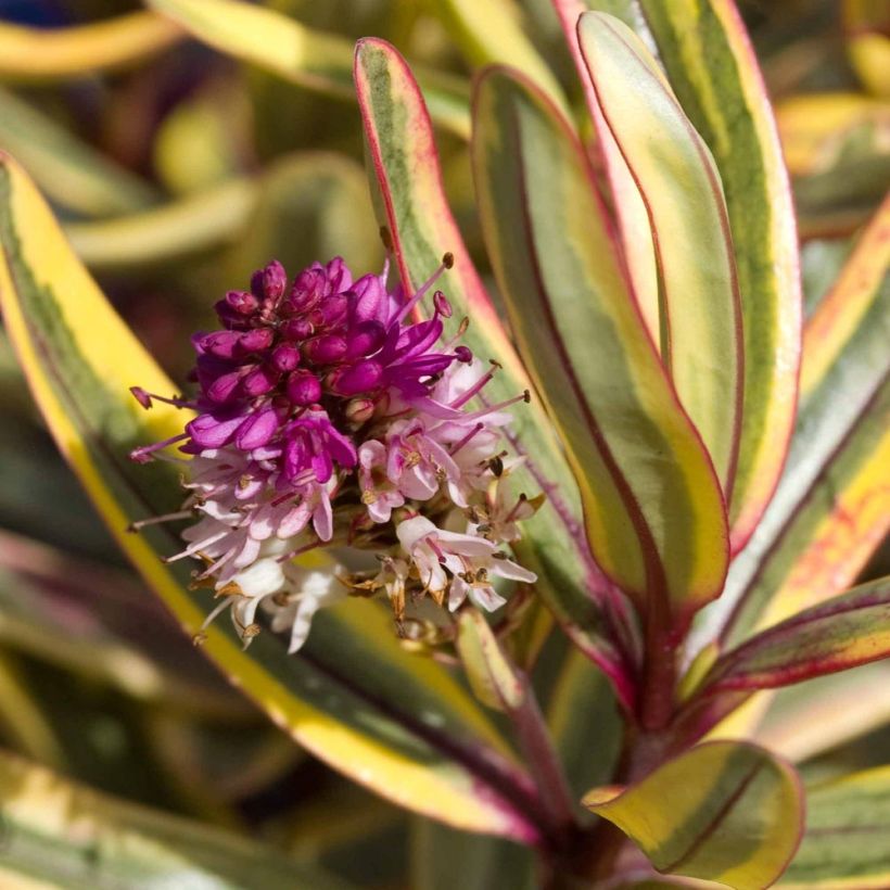 Hebe Jewel of the Nile - Véronique arbustive (Floraison)