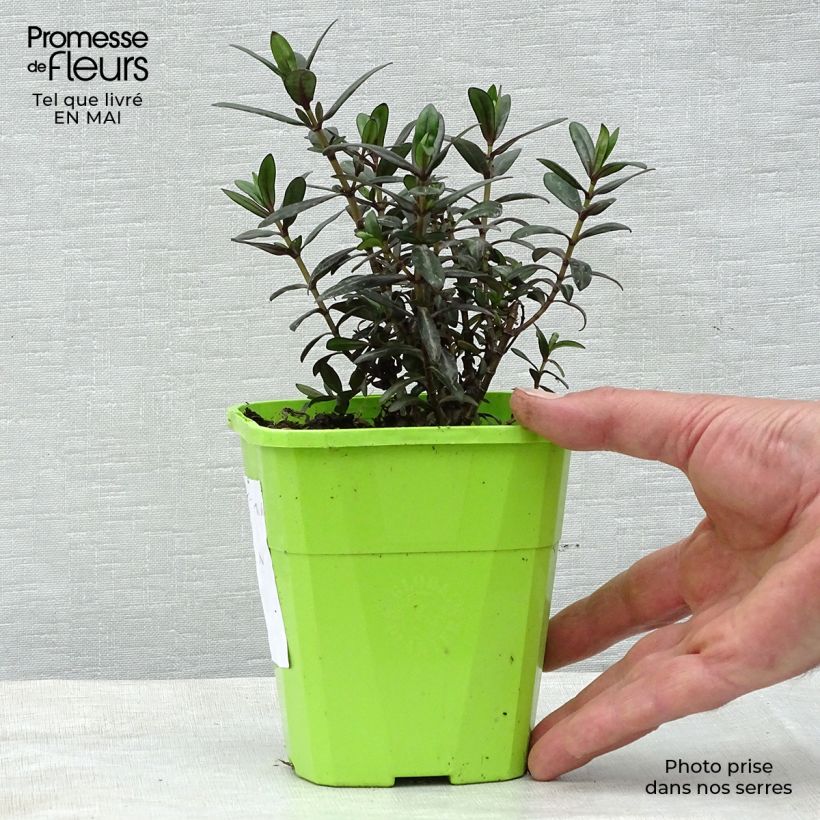 Spécimen de Hebe Joan Mac - Véronique arbustive Pot de 1L/1,5L tel que livré au printemps