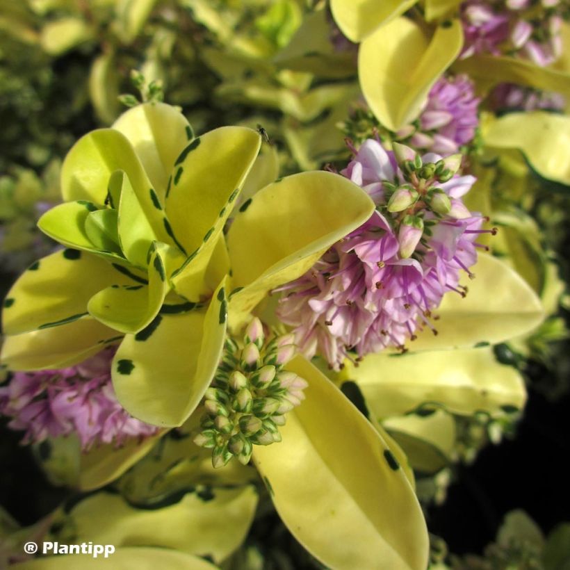 Hebe Leopard Spot - Véronique arbustive (Floraison)