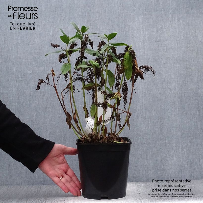 Spécimen de Hebe Linda  - Véronique arbustive Pot de 3L/4L tel que livré en hiver
