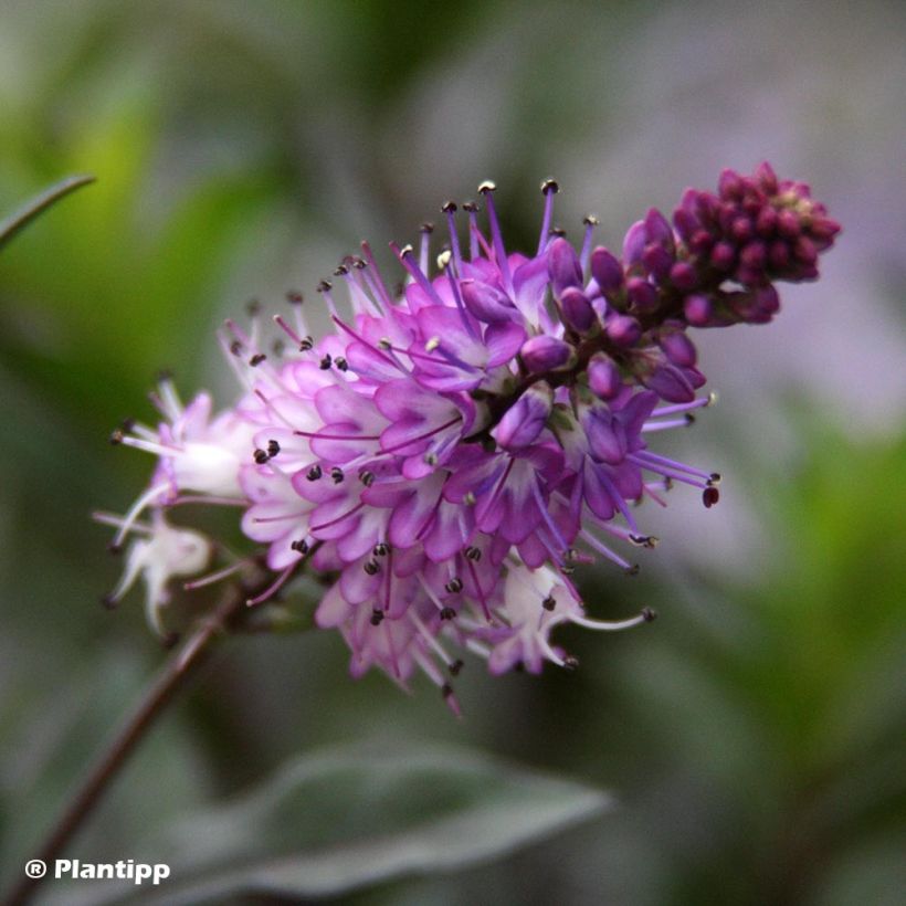 Hebe Midnight Sky - Véronique arbustive (Floraison)