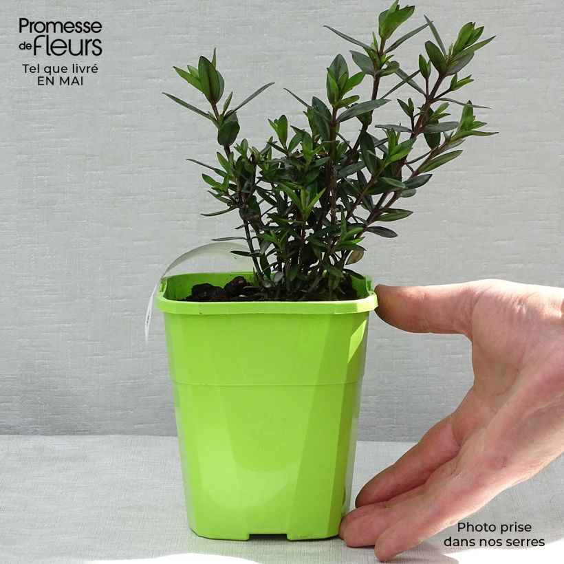Spécimen de Hebe Midnight Sky - Véronique arbustive Pot de 1,5L tel que livré au printemps