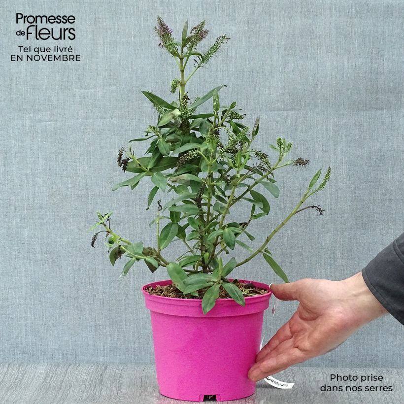 Spécimen de Hebe Ouessant - Véronique arbustive Pot de 2L/3L tel que livré en automne