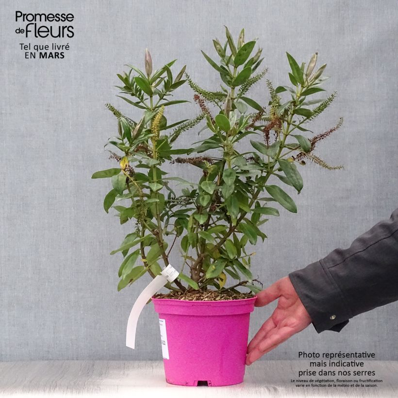 Spécimen de Hebe Ouessant - Véronique arbustive Pot de 2L/3L tel que livré au printemps
