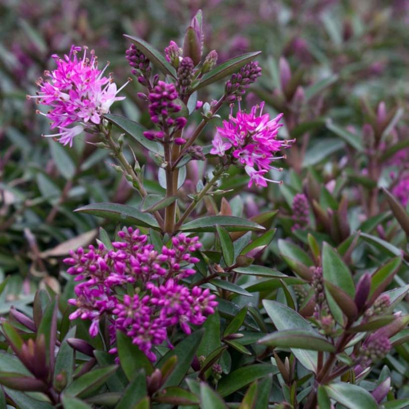 Hebe Raspberry Ripple - Véronique arbustive. (Floraison)