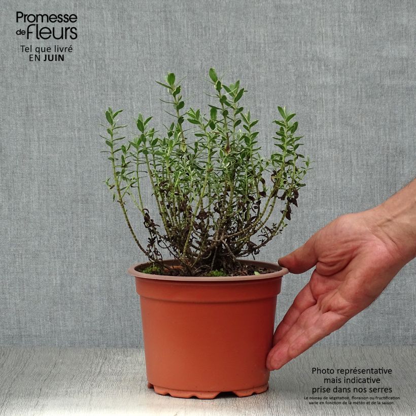 Spécimen de Hebe Red Edge - Véronique arbustive. Pot de 2L/3L tel que livré en été