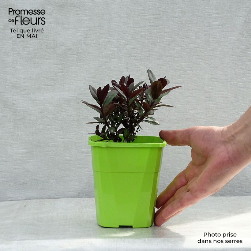 Spécimen de Hebe Santa Monica - Véronique arbustive Pot de 1L/1,5L tel que livré au printemps