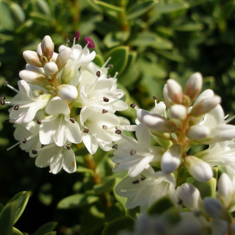 Hebe Sutherlandii - Véronique arbustive. (Floraison)