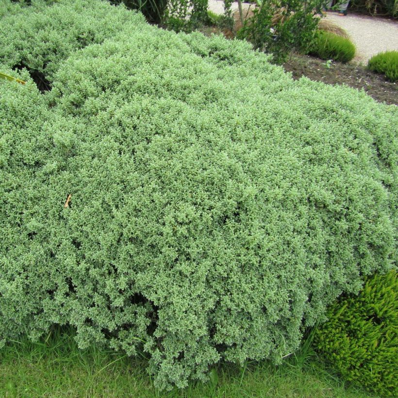 Hebe Sutherlandii - Véronique arbustive. (Port)