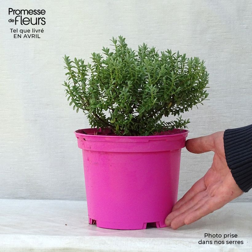Spécimen de Hebe Sutherlandii - Véronique arbustive. Pot de 2L/3L tel que livré au printemps