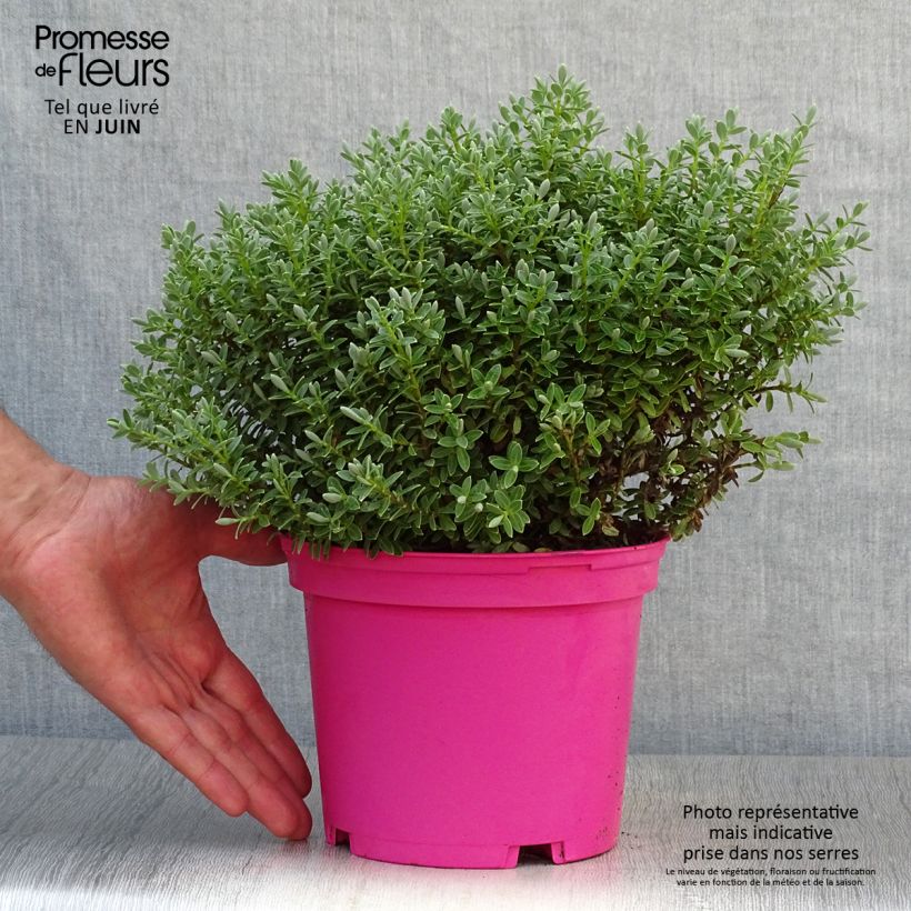 Spécimen de Hebe Sutherlandii - Véronique arbustive. Pot de 2L/3L tel que livré en été