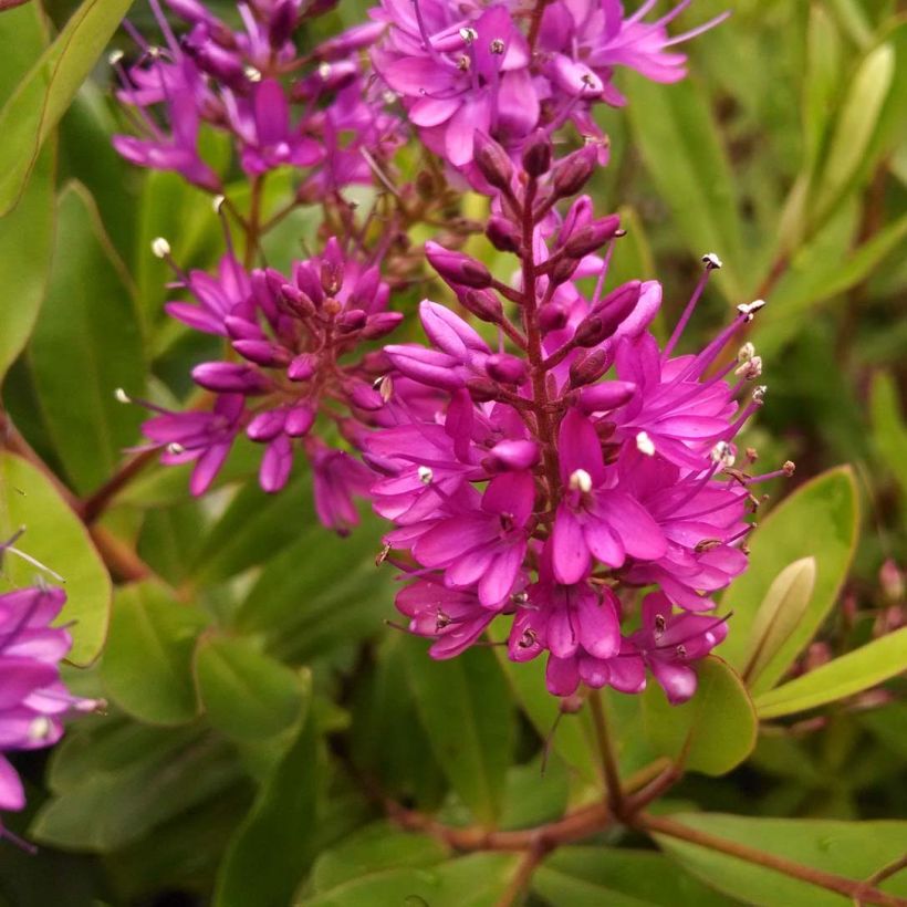 Hebe Wiri Charm - Véronique arbustive (Floraison)