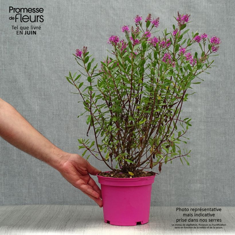 Spécimen de Hebe Wiri Charm - Véronique arbustive Pot de 2L/3L tel que livré en été
