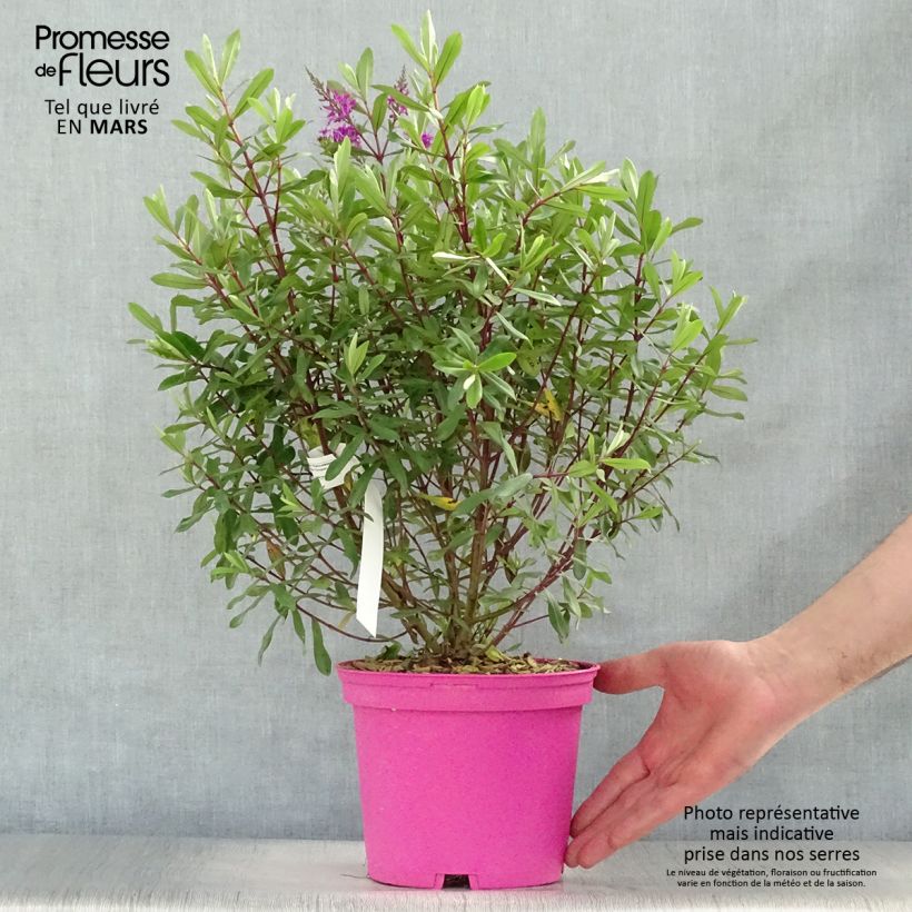 Spécimen de Hebe Wiri Charm - Véronique arbustive Pot de 2L/3L tel que livré au printemps