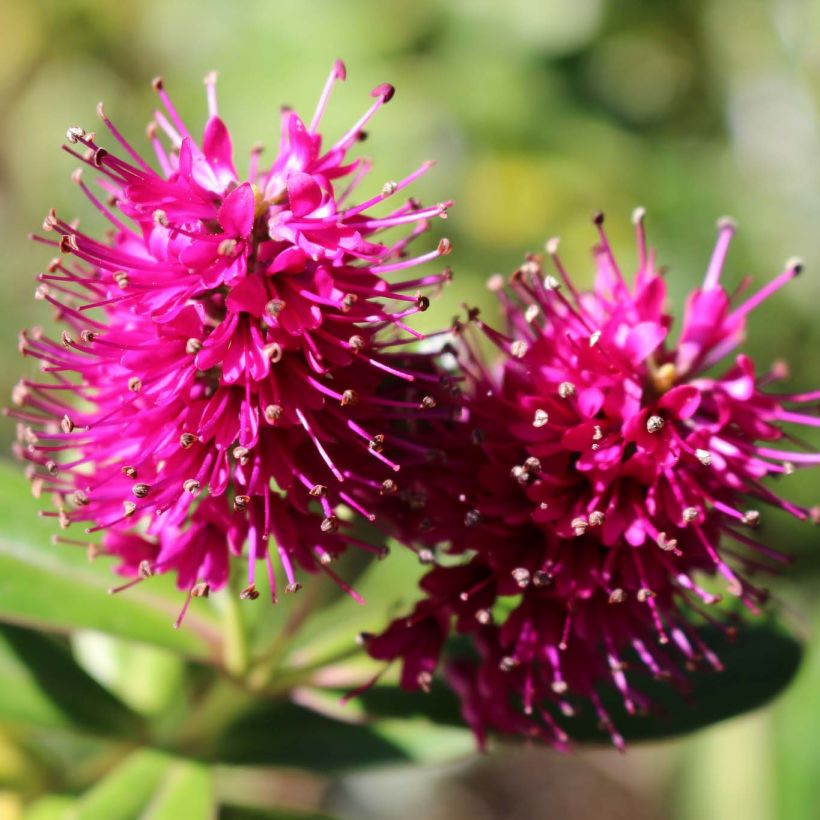 Hebe Wiri Image - Véronique arbustive (Floraison)