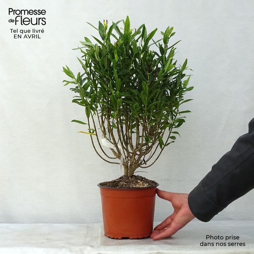 Spécimen de Hebe Wiri Image - Véronique arbustive Pot de 2L/3L tel que livré au printemps