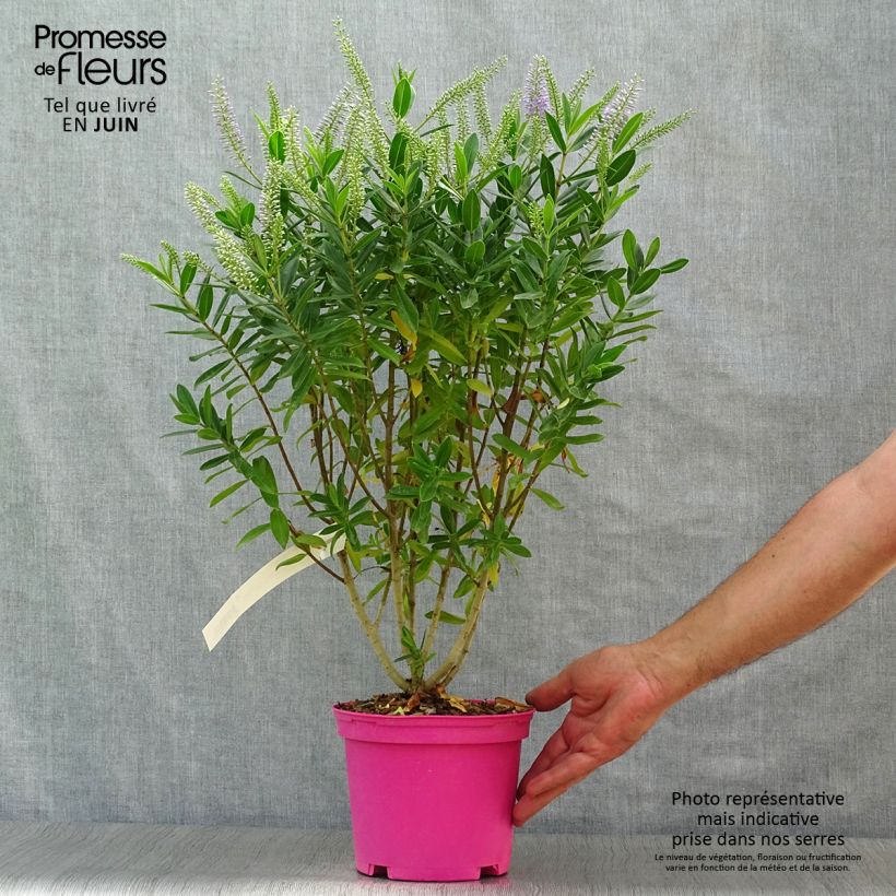 Spécimen de Hebe Wiri Image - Véronique arbustive Pot de 2L/3L tel que livré en été