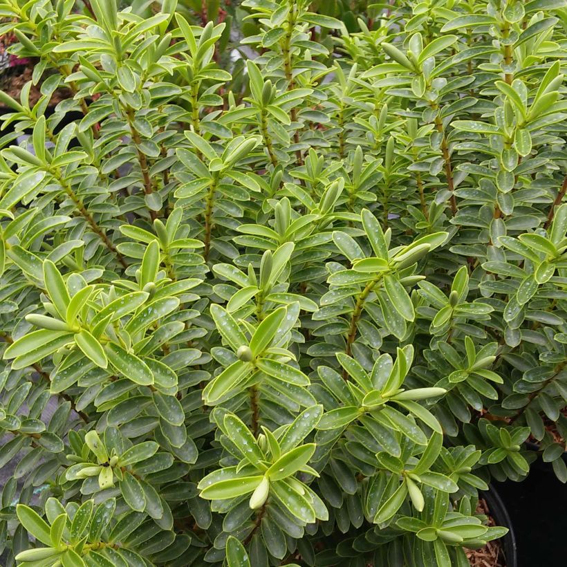 Hebe brachysiphon - Véronique arbustive (Feuillage)