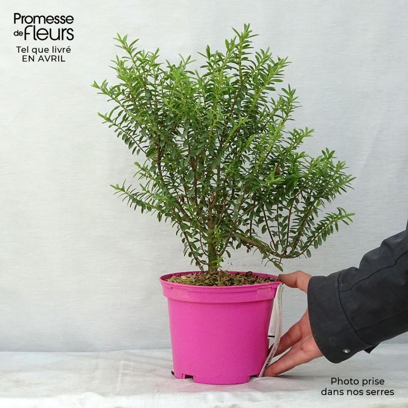 Spécimen de Hebe brachysiphon - Véronique arbustive Pot de 2L/3L tel que livré au printemps