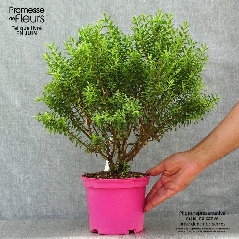 Spécimen de Hebe brachysiphon - Véronique arbustive Pot de 2L/3L tel que livré en été