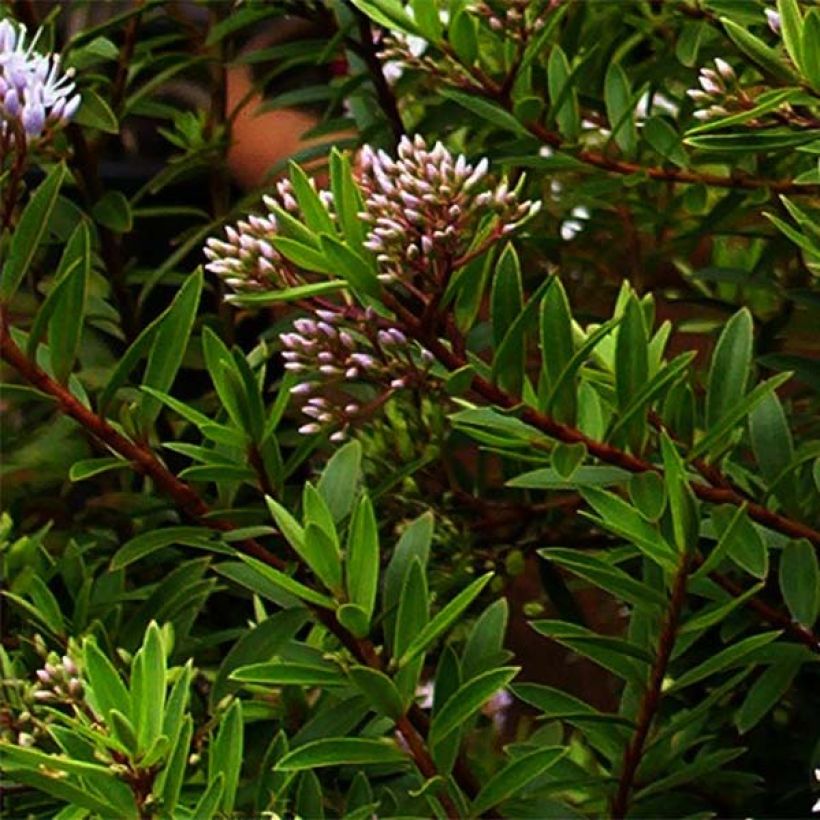 Hebe diosmifolia - Véronique arbustive. (Feuillage)