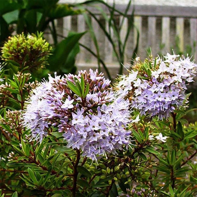 Hebe diosmifolia - Véronique arbustive. (Floraison)