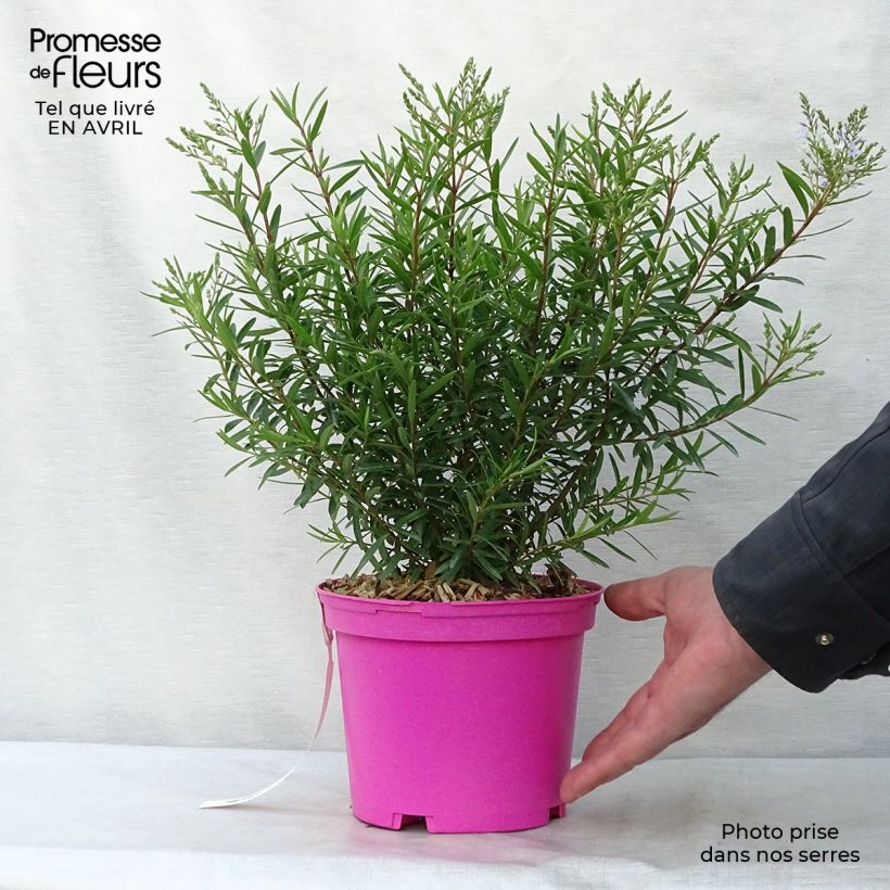 Spécimen de Hebe diosmifolia - Véronique arbustive. Pot de 2L/3L tel que livré au printemps