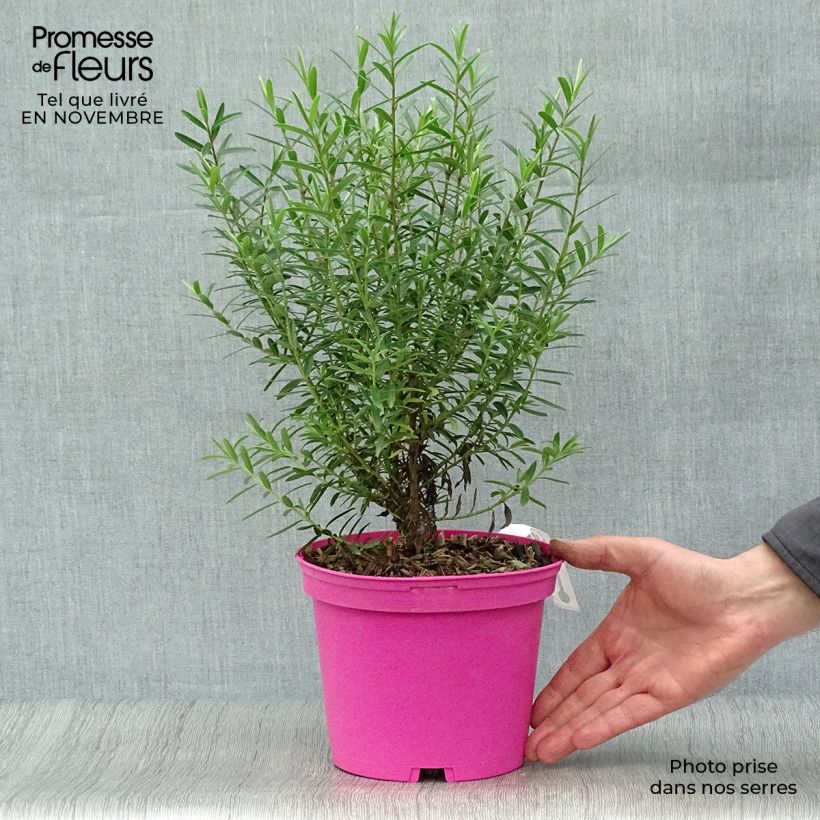 Spécimen de Hebe diosmifolia - Véronique arbustive. Pot de 3L/4L tel que livré en automne