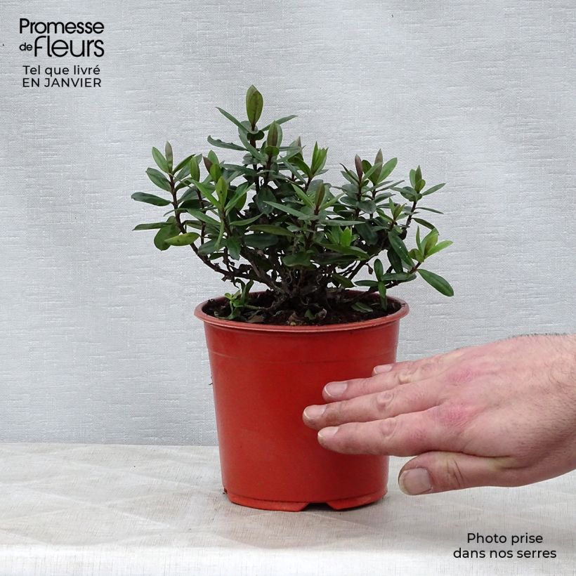 Spécimen de Hebe franciscana Blue Gem - Véronique arbustive Pot de 1L/1,5L tel que livré en hiver