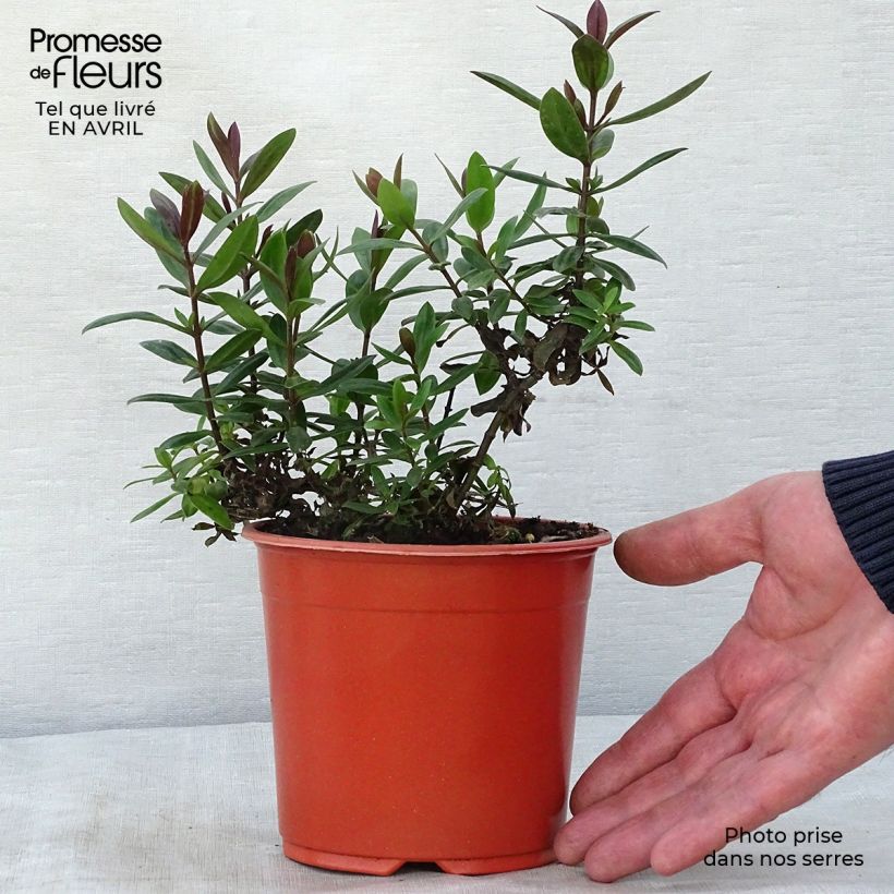 Spécimen de Hebe franciscana Blue Gem - Véronique arbustive Pot de 1L/1,5L tel que livré au printemps