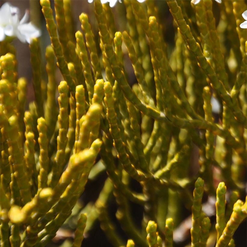 Hebe ochracea - Véronique arbustive (Feuillage)