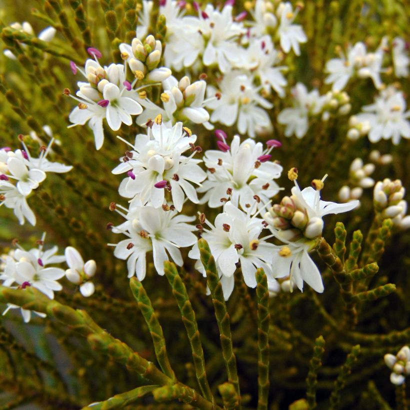 Hebe ochracea - Véronique arbustive (Floraison)
