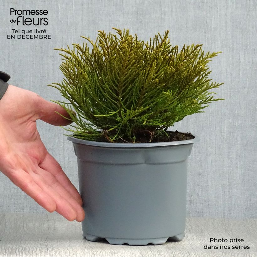 Spécimen de Hebe ochracea - Véronique arbustive Pot de 1.5L/2L tel que livré en hiver