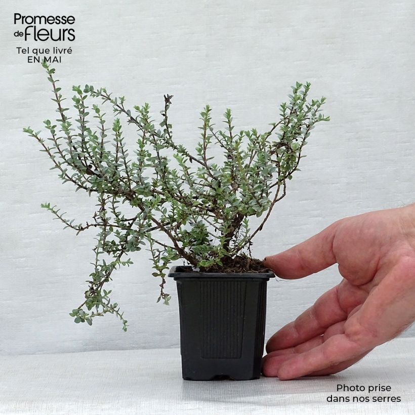 Spécimen de Hebe pimeleoides Quicksilver - Véronique arbustive Godet de 8 cm tel que livré au printemps
