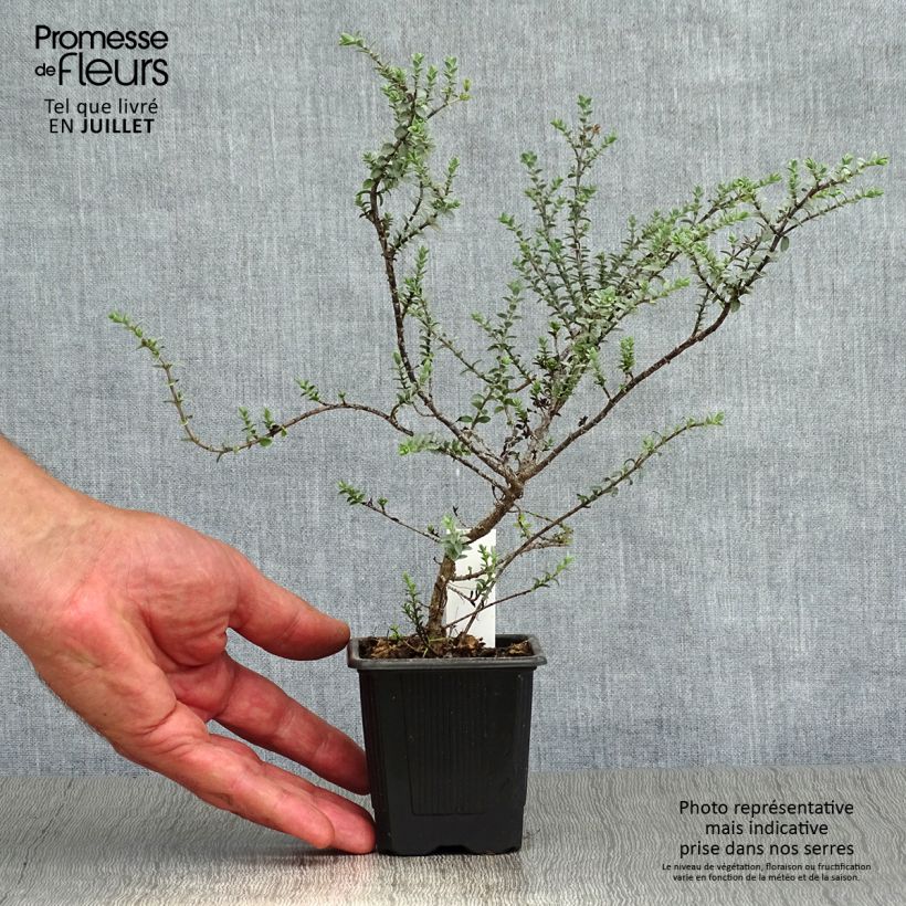 Spécimen de Hebe pimeleoides Quicksilver - Véronique arbustive Godet de 8/9 cm tel que livré en été