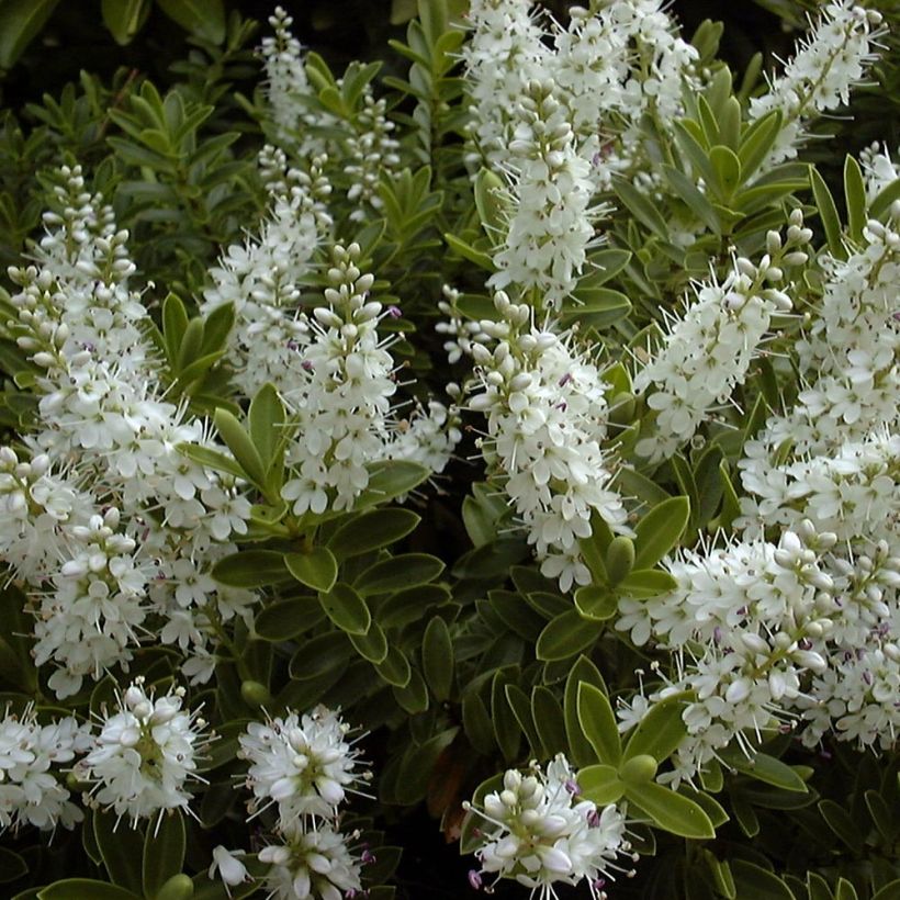 Hebe rakaiensis - Véronique arbustive (Floraison)